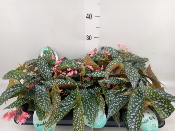 <h4>Begonia BD 'Double Dot'</h4>