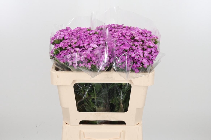 <h4>Di Barb Am Rose</h4>