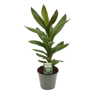 Cordyline Glauca 12 cm
