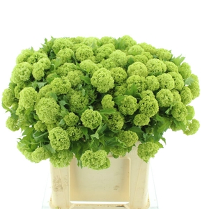 Viburnum Roseum St (5+)