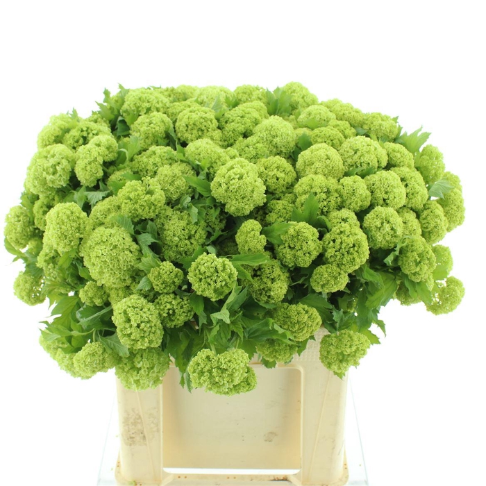 <h4>Viburnum Roseum St (5+)</h4>