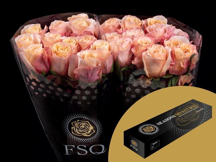 <h4>R GR Baru Box</h4>