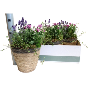 ARR TUINPLANTEN