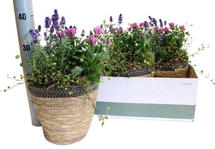 <h4>ARR TUINPLANTEN</h4>