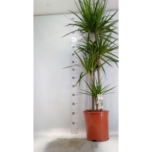 Dracaena marg.