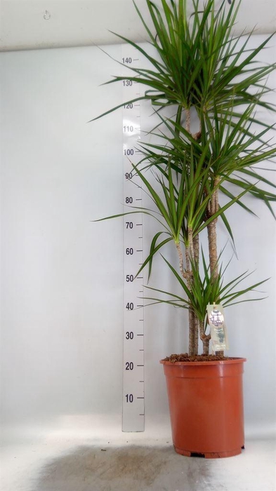 <h4>Dracaena marg.</h4>