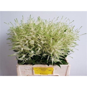 Astilbe Washington