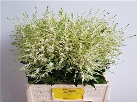 <h4>Astilbe Washington</h4>