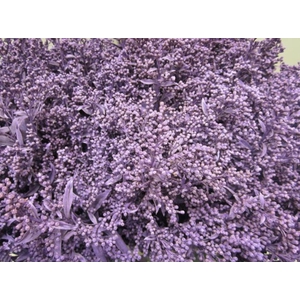 Solidago Paars