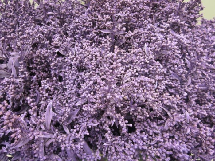 <h4>Solidago Paars</h4>