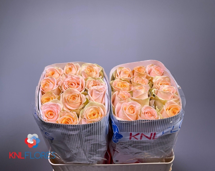 <h4>R GR TIFFANY!</h4>