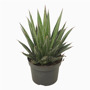 Agave filifera 13 cm