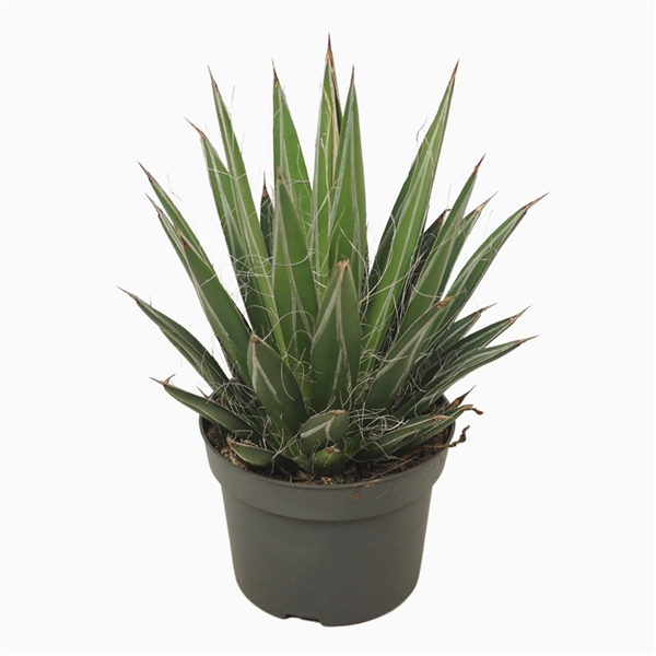 <h4>Agave filifera</h4>