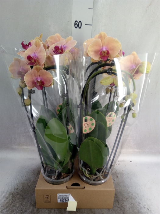 <h4>Phalaenopsis  'Elegant Cascade'</h4>