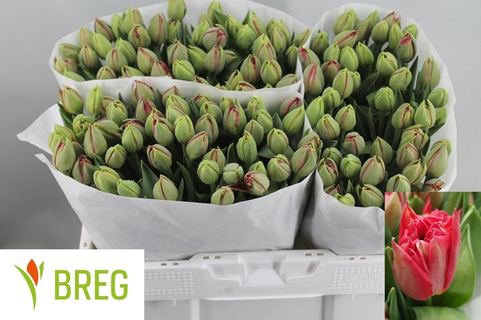 <h4>TU DU REMINDER</h4>