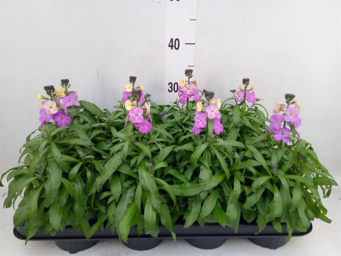 <h4>Erysimum 'Leya Purple Glow'</h4>