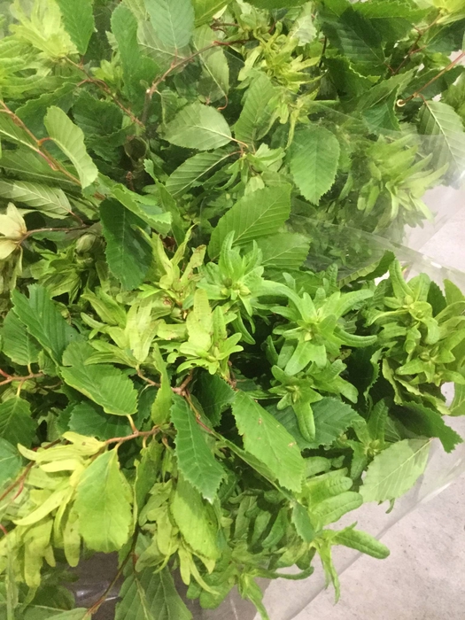 CARPINO KG