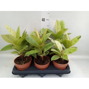 Ficus elastica   ...