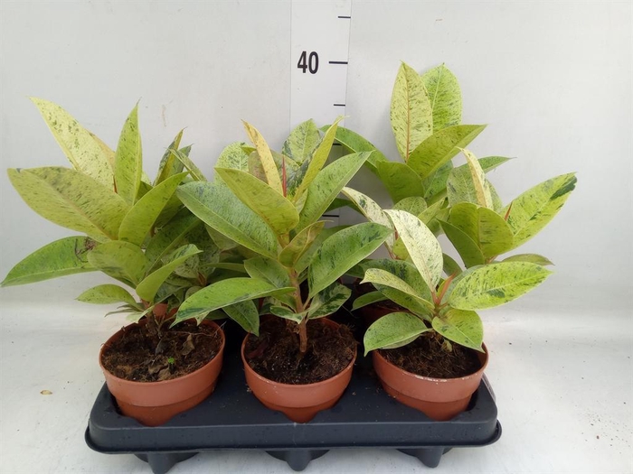 <h4>Ficus elastica   ...</h4>