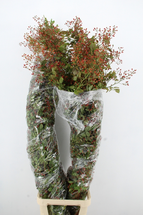<h4>ROSA FAIR JEWEL WILD</h4>