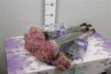 <h4>Ozothamnus  'Cooks Tall Pink'</h4>