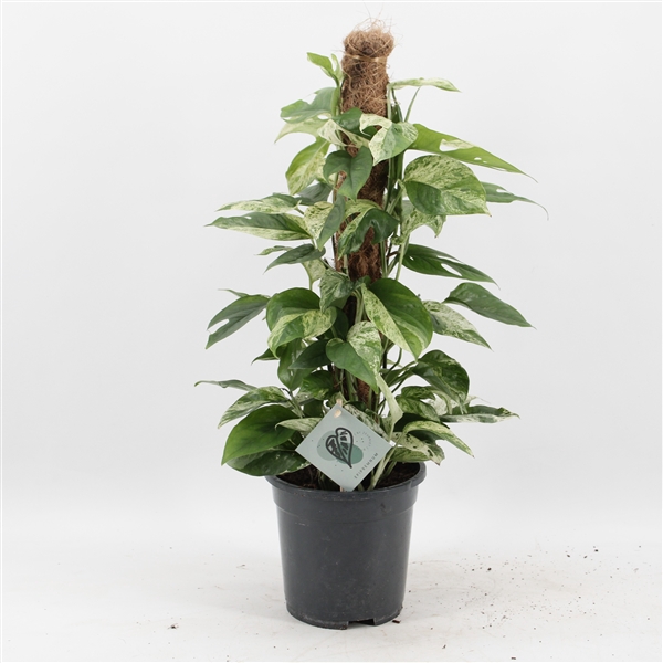 <h4>Epipremnum Pinnatum Marble Variegata mosstok</h4>