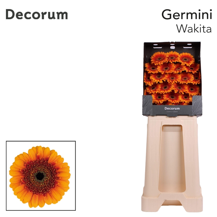 <h4>Germini Wakita Diamond</h4>
