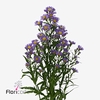 Aster casamare