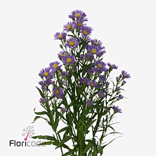 <h4>Aster casamare</h4>