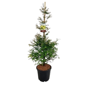 Metasequoia gl. 'Daw.Tawny Fleece'