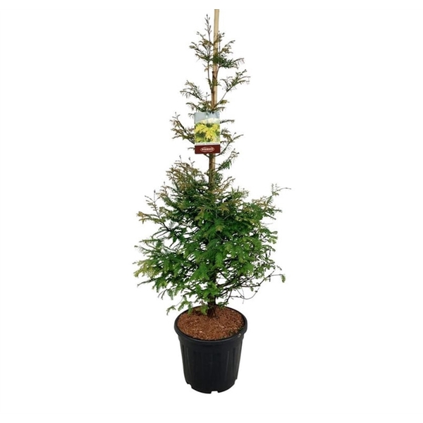 <h4>Metasequoia gl. 'Daw.Tawny Fleece'</h4>