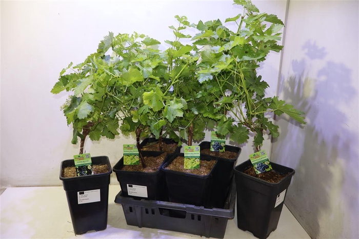 <h4>Vitis Vinifera</h4>
