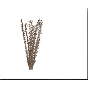 DF Moti Stck Bs/10 60cm Natura