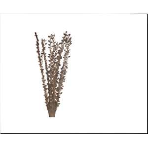 DF Moti Stck Bs/10 60cm Natura