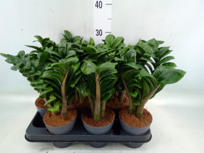 <h4>Zamioculcas zamiifolia 'Zenzi'</h4>