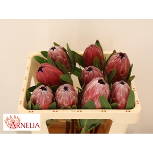 PROTEA PINK ICE