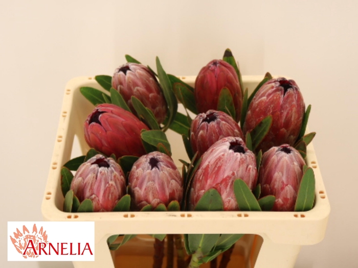 <h4>PROTEA PINK ICE</h4>