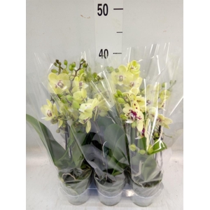 Phalaenopsis multi.   ...