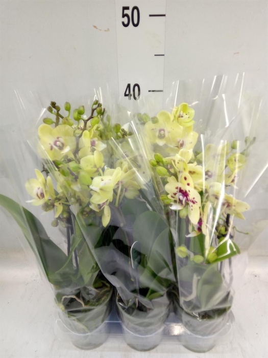 <h4>Phalaenopsis multi. ...</h4>