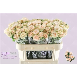 R TR GEN TRENDSETTER