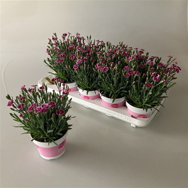 <h4>Dianthus Pink Kisses</h4>