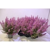 Eric Gracil Ov Roze
