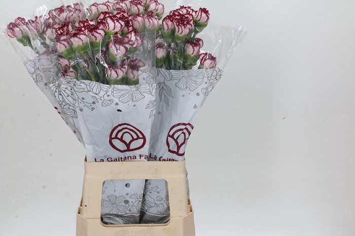 <h4>Dianthus St Perfect</h4>