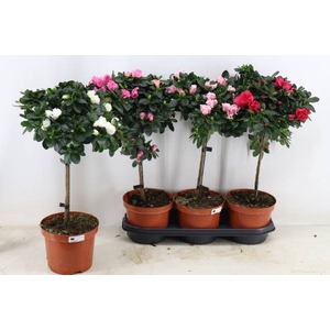 RHODO OV