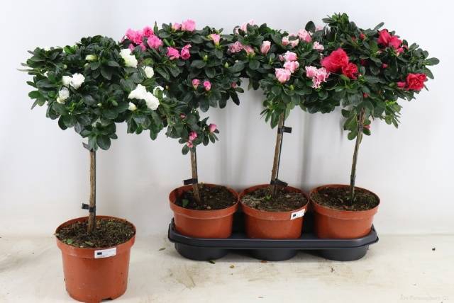 <h4>RHODO OV</h4>