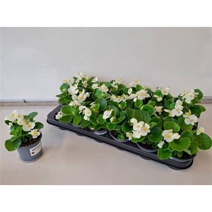Begonia Semperflorens Grp overig
