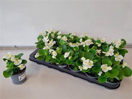 <h4>Begonia Semperflorens Grp overig</h4>