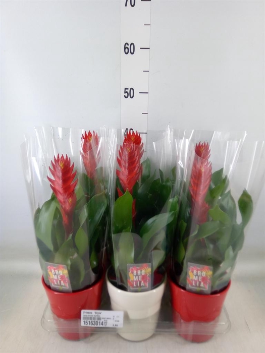 <h4>Vriesea  'Style'</h4>