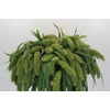Setaria Italica Volle Melk