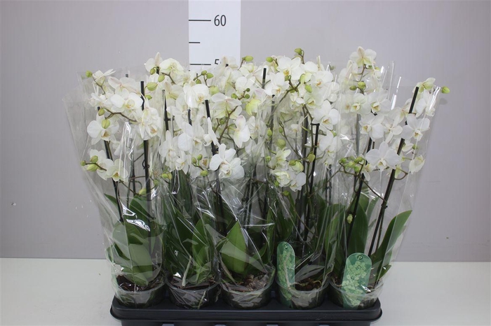 <h4>Phal Multifl Wit 2 Tak</h4>